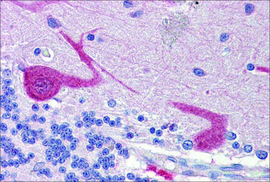 Anti-GABARAPL1, (N-terminal) antibody produced in