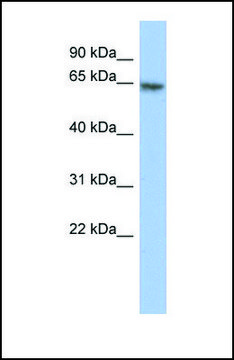 Anti-PAX7 antibody produced in rabbit