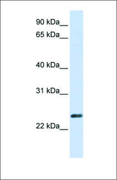 Anti-ERVWE1 antibody produced in rabbit