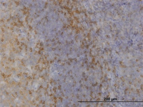 Monoclonal Anti-MAPK12, (C-terminal) antibody produced
