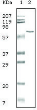 Monoclonal Anti-BSA antibody produced in