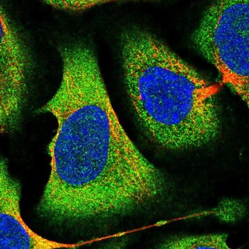 Anti-EIF2B1 antibody produced in rabbit