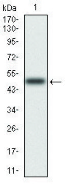 Monoclonal Anti-RAF1 antibody produced in