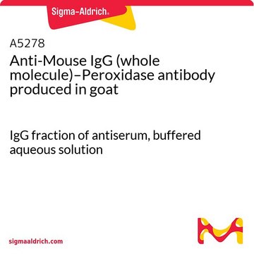 Anti-Mouse IgG (whole molecule)–Peroxidase antibody