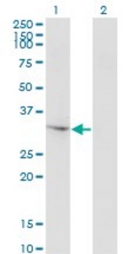 Monoclonal Anti-THG1L antibody produced in
