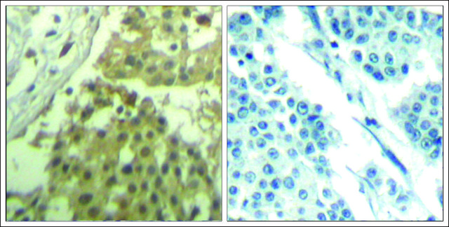 Anti-CDC2 (Ab-19) antibody produced in
