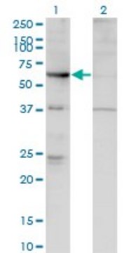 Monoclonal Anti-ARHGEF5 antibody produced in