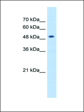 Anti-HMGCS2 antibody produced in rabbit