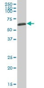 Anti-AHSG antibody produced in mouse