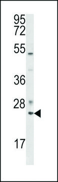 ANTI-RAB7(C-TERMINAL) antibody produced in rabbit
