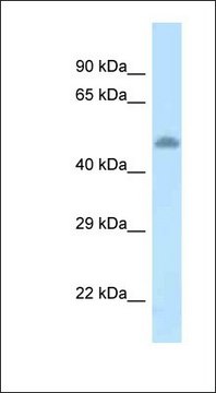 Anti-TAT antibody produced in rabbit