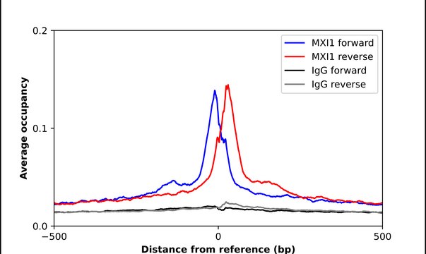 Anti-MXI1 antibody produced in rabbit