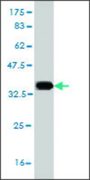 Monoclonal Anti-SLC6A19 antibody produced in