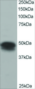 Anti-Flotillin 1 antibody produced in