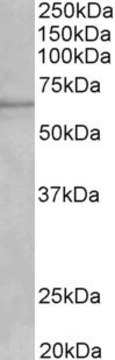 Anti-IKZF1 antibody produced in goat