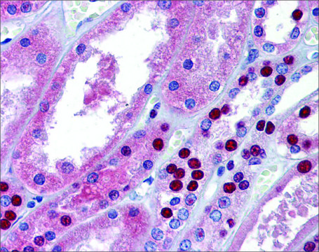 Anti-MPDZ antibody produced in rabbit
