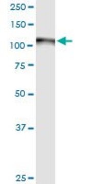 Monoclonal Anti-GOLGA2 antibody produced in