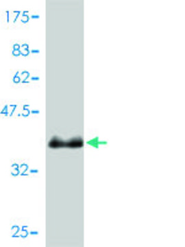 Monoclonal Anti-PSENEN antibody produced in