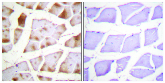 Anti-Actin-pan antibody produced in rabbit
