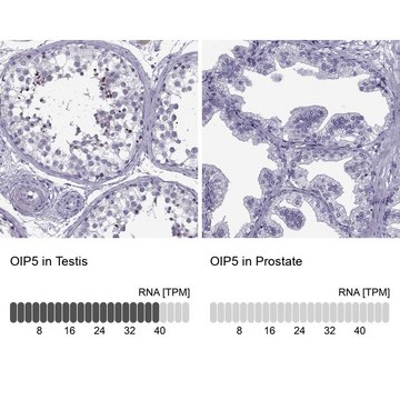 Anti-OIP5 antibody produced in rabbit