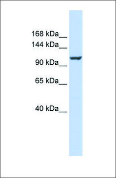 Anti-ATP2B4 antibody produced in rabbit