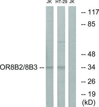 Anti-OR8B2 antibody produced in rabbit
