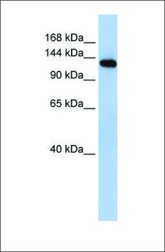 Anti-MYBPC2 antibody produced in rabbit