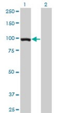 Monoclonal Anti-TCEB3 antibody produced in