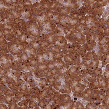 Anti-RPS28 antibody produced in rabbit