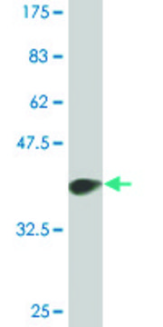 Monoclonal Anti-EP300 antibody produced in