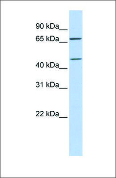 Anti-SLC5A7 antibody produced in rabbit