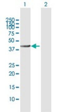 Anti-ALLC antibody produced in rabbit