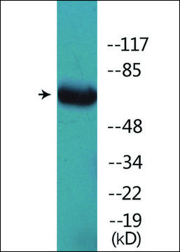 Anti-phospho-GRB2 (pSer¹??) antibody produced in