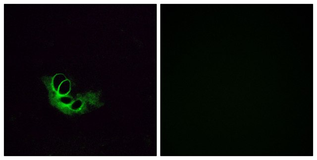 Anti-OR56A1 antibody produced in rabbit