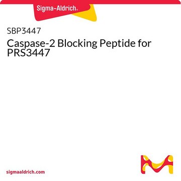 Caspase-2 Blocking Peptide for PRS3447
