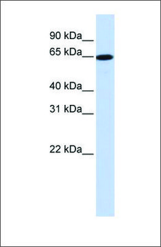 Anti-SLC43A1 antibody produced in rabbit