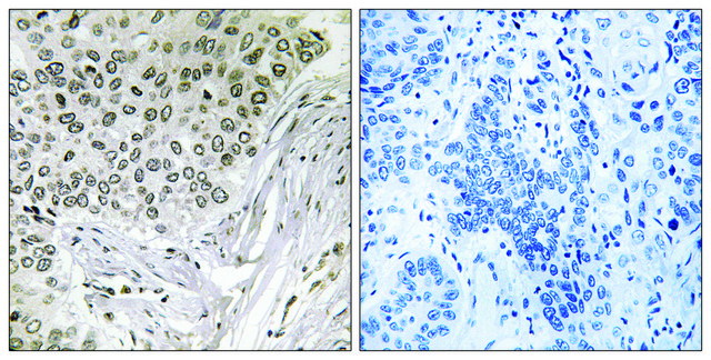 Anti-EFTUD2 antibody produced in rabbit