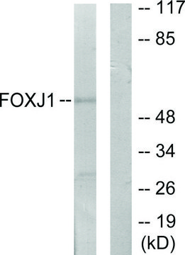 Anti-FOXJ1 antibody produced in rabbit