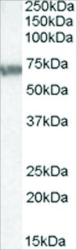 Anti-ABCD4 antibody produced in goat