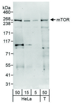 Rabbit anti-mTOR Antibody, Affinity Purified
