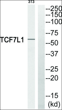 Anti-TCF7L1 antibody produced in rabbit