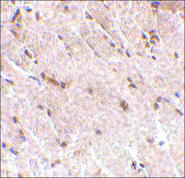 Anti-MAPKAP1 (ab2) antibody produced in