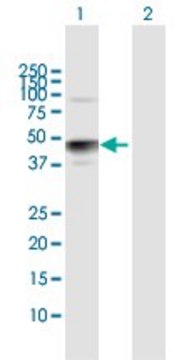 Anti-HS3ST3A1 antibody produced in rabbit