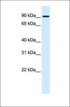 Anti-HSPH1 antibody produced in rabbit