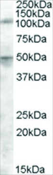 Anti-ERAP2 antibody produced in goat