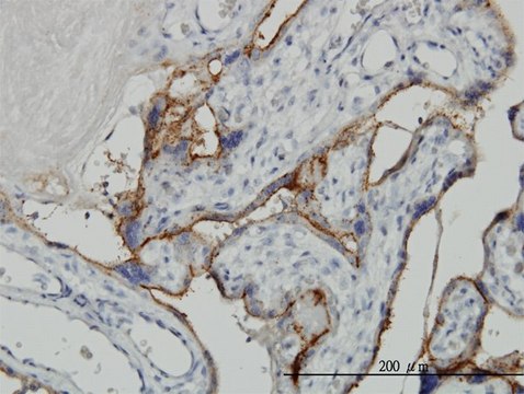 Monoclonal Anti-ALPPL2 antibody produced in