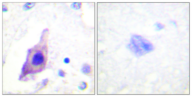 Anti-CDC25B antibody produced in rabbit