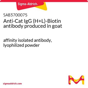 Anti-Cat IgG (H+L)-Biotin antibody produced