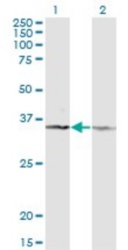 Monoclonal Anti-CD58 antibody produced in