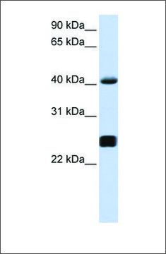 Anti-SERPINA3 antibody produced in rabbit